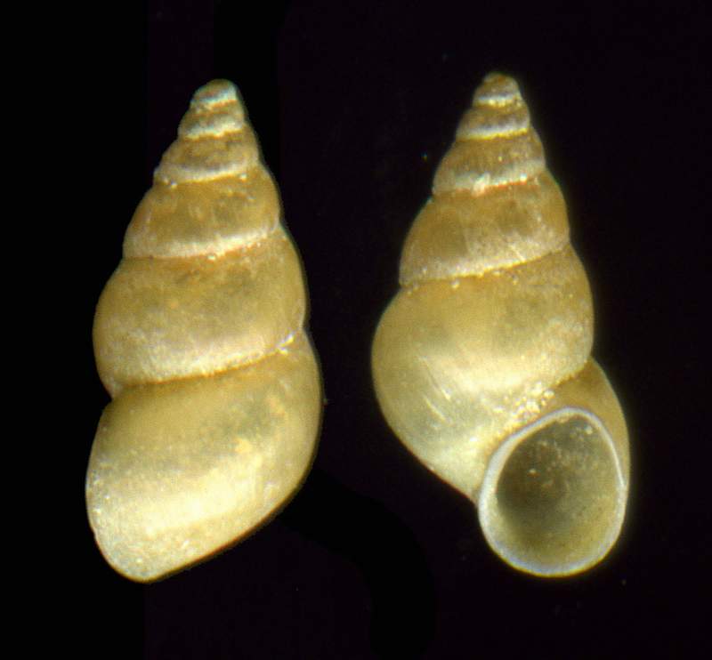 Potamopyrgus antipodarum  (Gray , 1843)